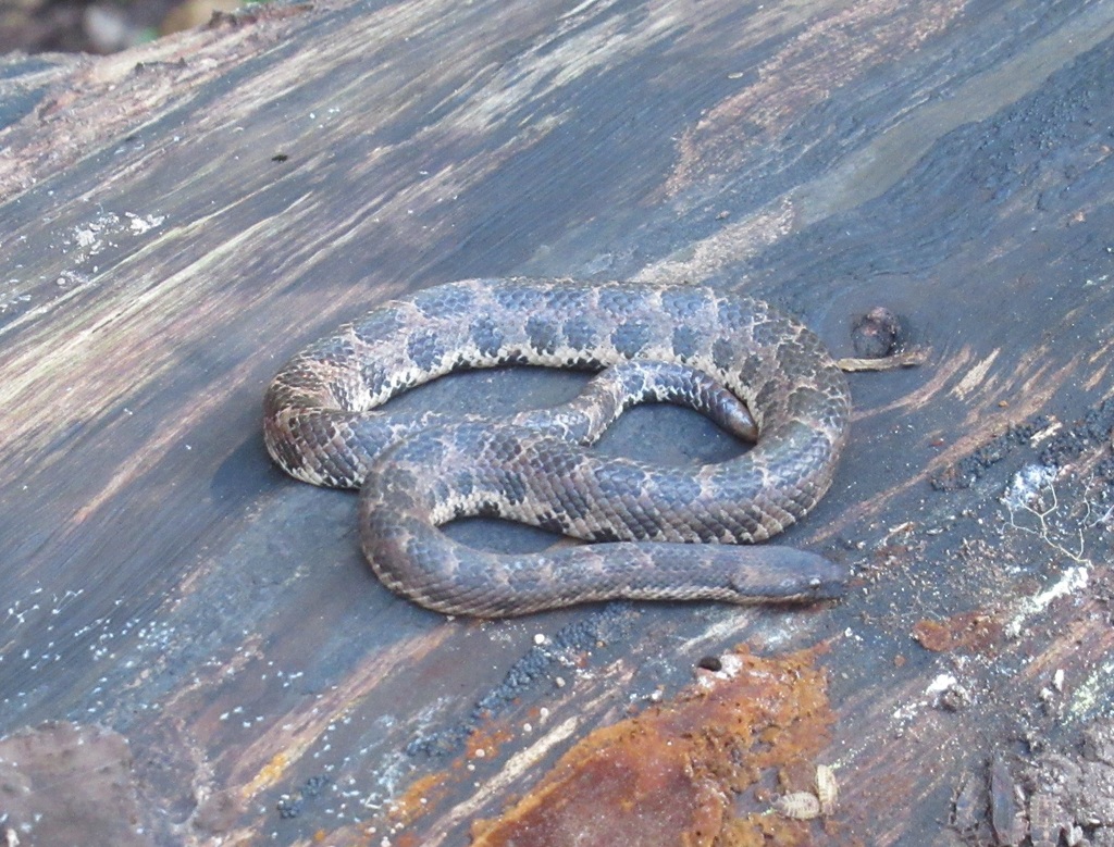 Leopard Dwarf Boa