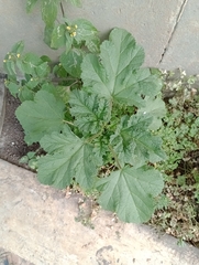 Fuertesimalva limensis