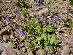 Penstemon albertinus