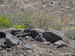 Liolaemus nigroviridis