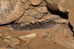 Chondrodactylus turneri