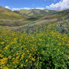Cineraria lyratiformis