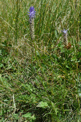 Phyteuma betonicifolium