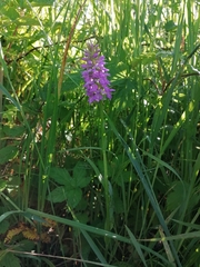 Dactylorhiza majalis baltica