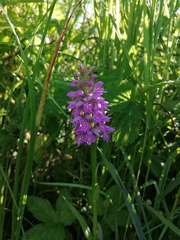 Dactylorhiza majalis baltica