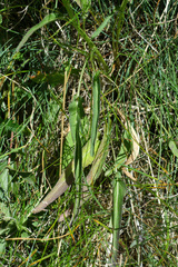 Phyteuma betonicifolium