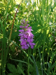 Dactylorhiza majalis baltica