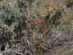 Viviania marifolia