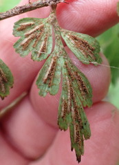 Asplenium aethiopicum