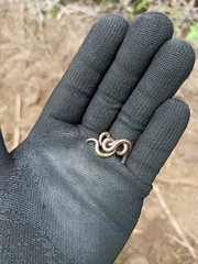 Epictia borapeliotes