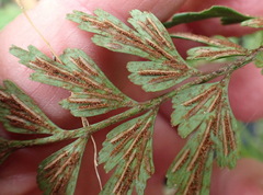 Asplenium aethiopicum