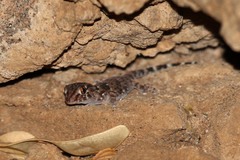 Chondrodactylus turneri