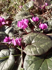Cyclamen coum