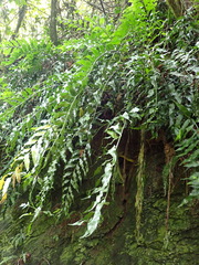 Asplenium gemmiferum