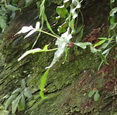 Asplenium gemmiferum