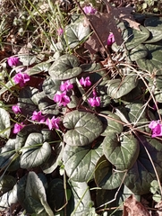 Cyclamen coum