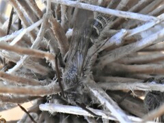 Colpa quinquecincta