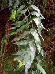 Asplenium gemmiferum