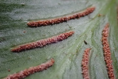 Asplenium gemmiferum