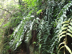 Asplenium gemmiferum