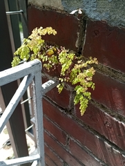 Adiantum capillus-veneris