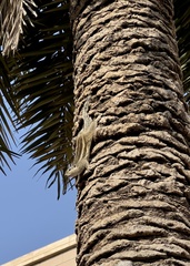 Funambulus pennantii