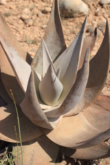 Aloe dhufarensis