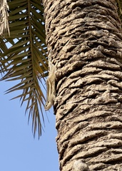 Funambulus pennantii