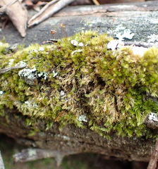 Sematophyllum