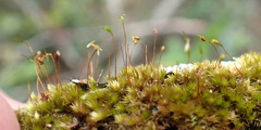 Sematophyllum