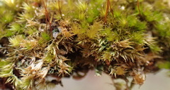 Sematophyllum