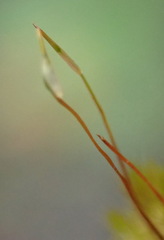 Sematophyllum