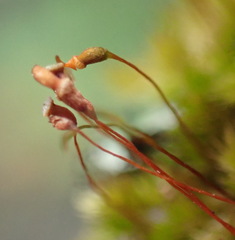 Sematophyllum
