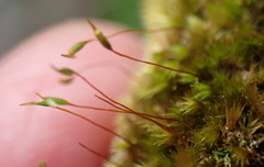 Sematophyllum