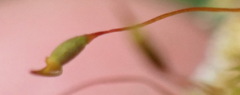 Sematophyllum
