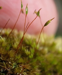 Sematophyllum