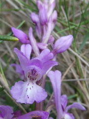 Orchis olbiensis