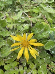 Arctotheca prostrata