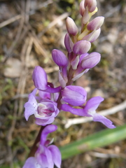 Orchis olbiensis