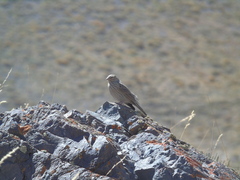 Geospizopsis unicolor