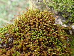 Macromitrium microstomum