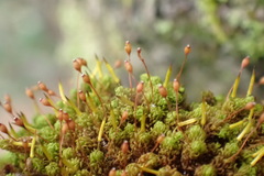 Macromitrium microstomum