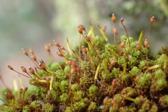 Macromitrium microstomum