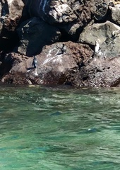 Spheniscus mendiculus