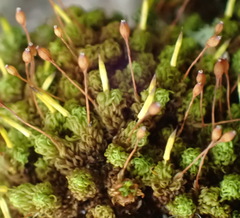 Macromitrium microstomum
