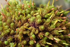 Macromitrium microstomum