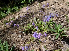 Penstemon albertinus