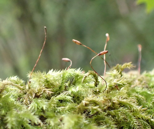 Palamocladium leskeoides observed 2023-02-03
