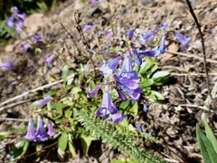 Penstemon albertinus