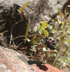 Gaultheria erecta